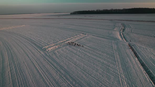 Deer On A Snowy Field 3