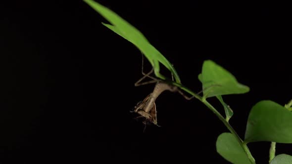 Mantis eats an insect at a green leaf in a black background alt