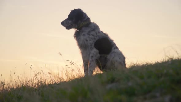 British Setter Dog Sitting Down on Grass and Looking in the Horizon