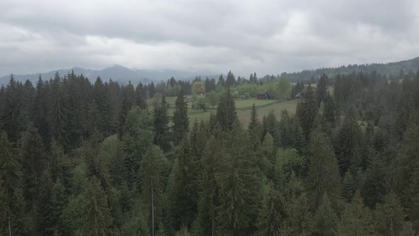 Ukraine, Carpathians: Forest Landscape. Aerial View. Flat, Gray alt