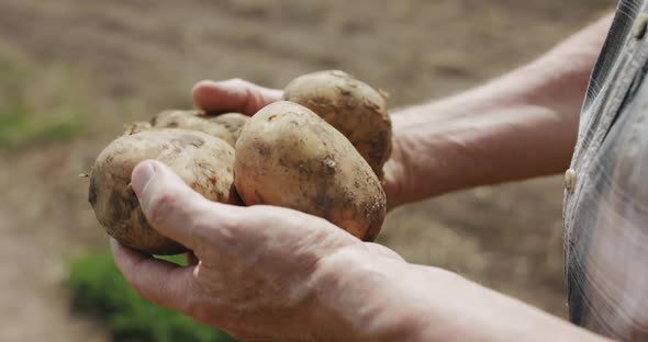 Close View of Young Potatoes in Elderly Male Hands at Camera in Field alt