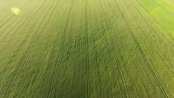 Aerial of the Picturesque Green Wheat Field From a High Flying Drone in Summer 