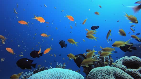 Reef Coral Tropical Garden Blue Orange alt