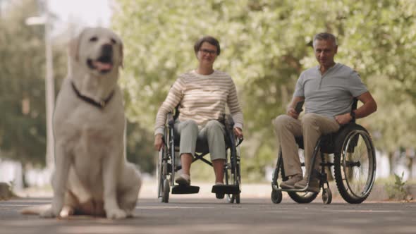 Wheelchair Couple with Labrador Retriever in Park alt