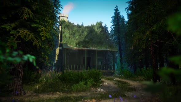 Cabin In a Dark Forest looped HD