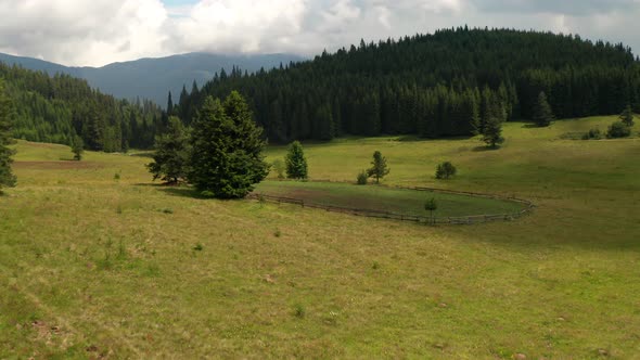 Video of a picturesque summer meadow with meekly grazing cows alt