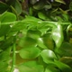 Detailed Extreme Closeup Artificial Plant with Small Leaves - VideoHive Item for Sale