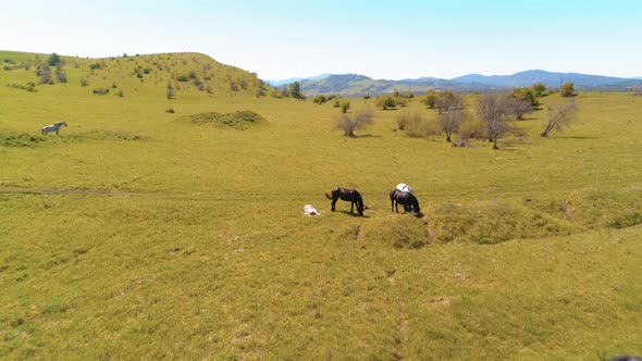 Flight Over Wild Horses Herd on Mountain Meadow alt