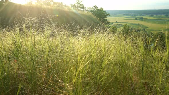 Fields and Forest Landscape From Hill During Sunset. alt