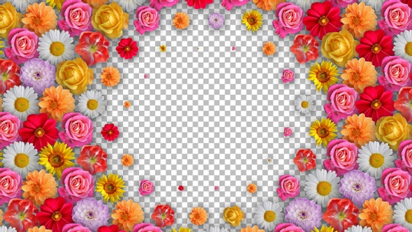 Flower Transitions Pack 5 Clips - Radial Transition