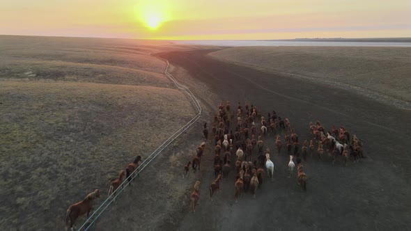 Wild Horses Running. Herd of Horses, Mustangs Running on Steppes To River.  Hdr Slow Motion alt