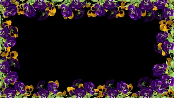 Pansy Flowers - Screen Frame Loop - III - Alpha Channel