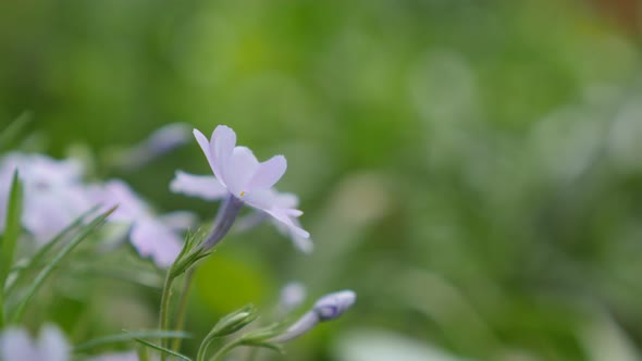 Lot of creeping phlox flowers  in the garden shallow DOF 4K 2160p 30fps UltraHD footage - Phlox subu alt