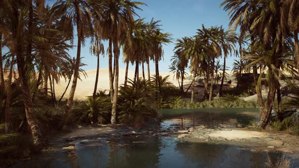 Red Cabbage Ralm and Rugged Sandstone Cliffs Reflected on Water alt