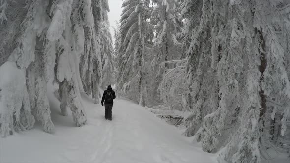 Young Man Hiking In Snow Winter Mountain Forest alt