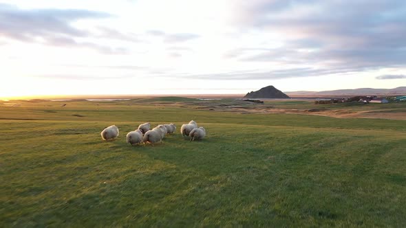 Herd of sheep. A flock of sheep runs across the field. Icelandic sheep. Sunset. alt
