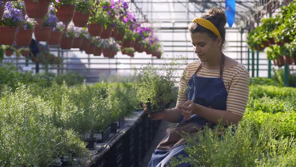 Gardener Enjoying Seedling of Mint and Rosemary in Greenhouse