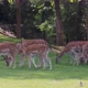 Fallow deer family in a green meadow in summer (Dama dama) - VideoHive Item for Sale