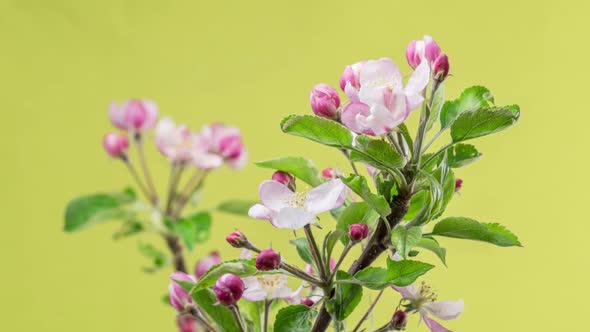 Flowers Blooming alt