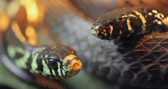 Spilotes Pullatus, Commonly Known As the Caninana,chicken Snake,yellow Rat Snake alt