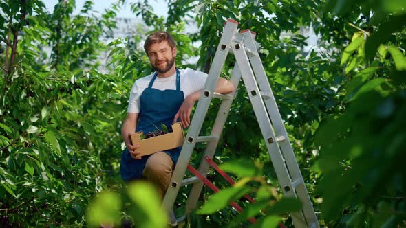 Agribusiness Owner on Farm Doing Hard Work Collecting Cherry in Sunny Day alt