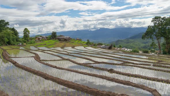 Time lapse of paddy rice terraces with water reflection, green agricultural fields in countryside alt