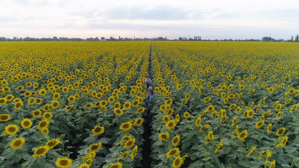 Cheerful Children on Nature, Drone View on Sisters with Brother on Field with Sunflowers alt