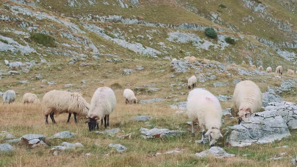 Sheep Grazing in the Rocky Mountains
