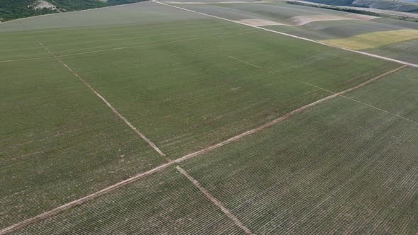 Green Wheat Field in Countryside Close Up alt
