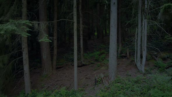 through the dark woods