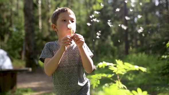 Cute Caucasian Boy Blowing a Dandelion Image with Selective Focus and Backlight