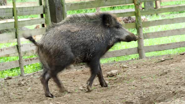 Wild boar (Sus scrofa)	