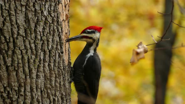 A wild pileated woodpecker, dryocopus pileatus with red capped pecking on hardwood against autumnal alt