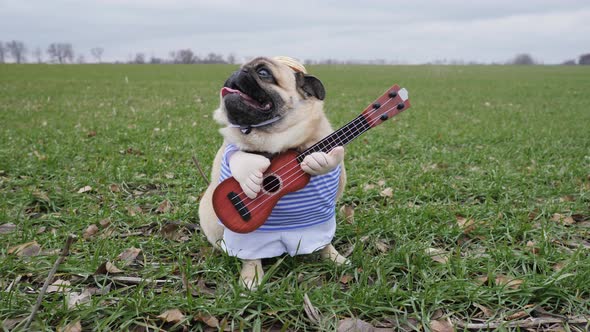 Cute Funny Pug Dog Playing on Guitar in Green Field