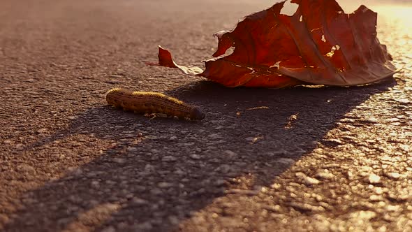 Lagarta no asfalto alt