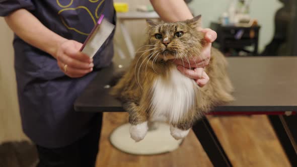 Bottom to top view of cat held in groomers hands to remove shed with brush alt