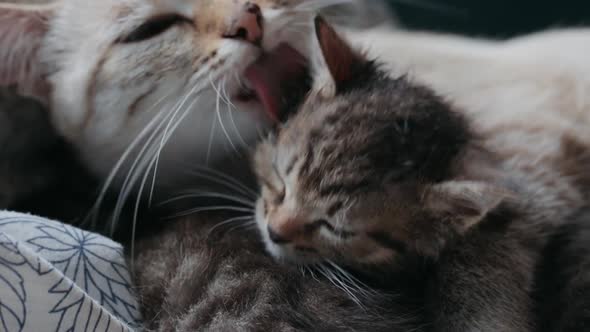 Mother cat with her kitten