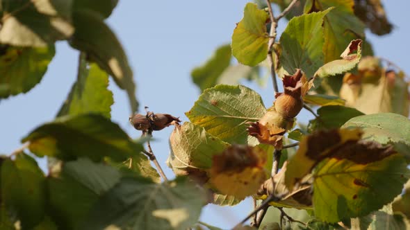 Common hazel fruit tree shallow DOF 4K 2160p 30fps UltraHD footage - Corylus avellana tree branches  alt