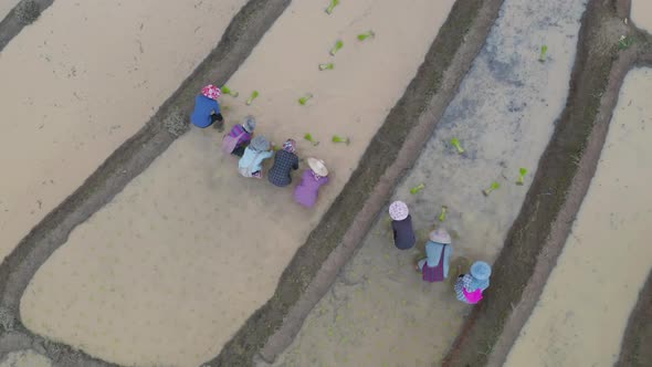 Aerial top view of group of farmers growing seedling rice in paddy field i
