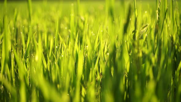 Young crop shoots at sunrise 