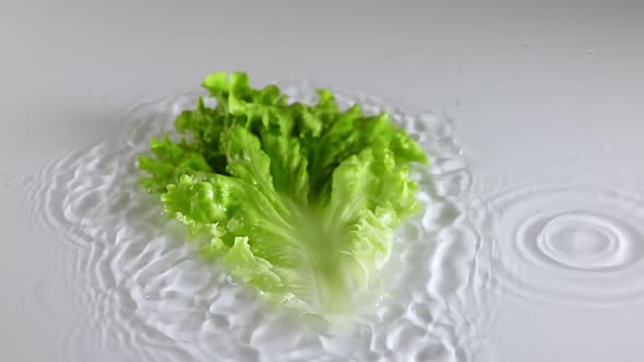 Lettuce Leaf and Splashing Water