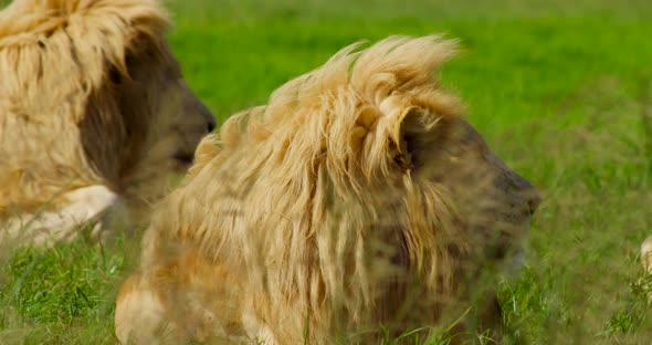 Close Up of a Lions Laying on Green Grass Seen Through Weeds Swaying in the Wind alt