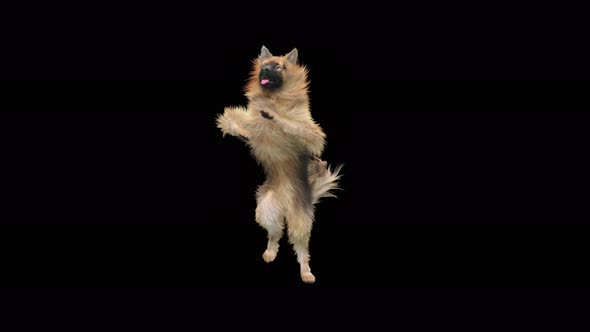 Dog Dance 4K alt