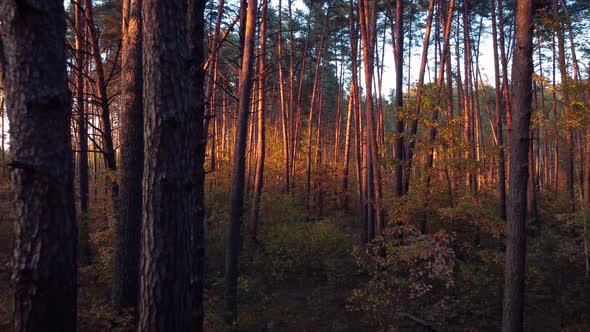 Beautiful cinematic footage of pine forest in Autumn