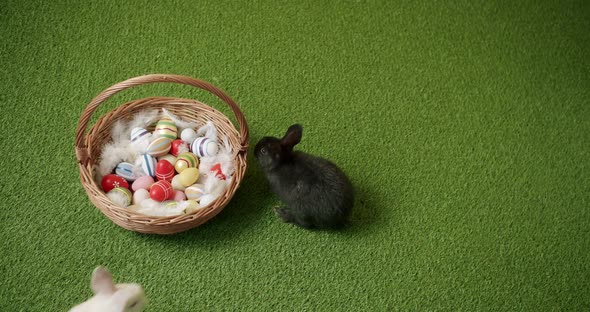 Black and White Bunnies Play on Green Grass Background with Basket alt