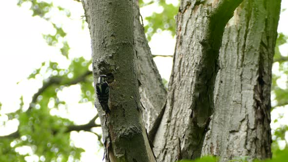 Black and white striped woodpecker feeds its young in a nest hold in a tree. alt