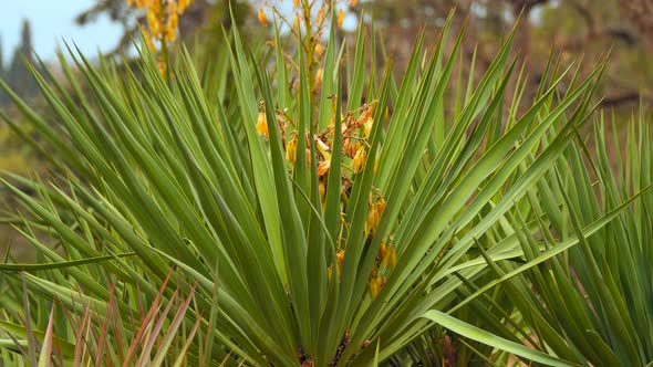 Yucca Bush With Dried Yellow Flowers