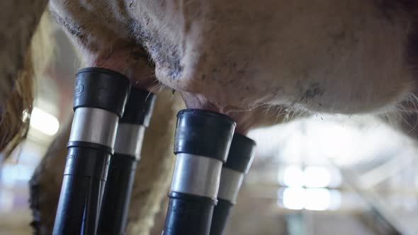COW MILKING - The four vacuum suckers attached to the teats, milk flows alt