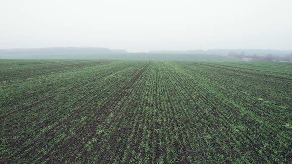 Fast Motion Along Long Parallel Rows of Small Green Seedlings Planted in Fertilized Soil on Farm alt