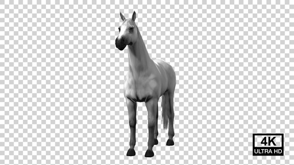 Horse Idle Front View alt